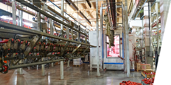 Kopásálló porfestés